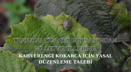 Trabzon TB'den milletvekillerine kahverengi kokarca iin yasal dzenleme talebi