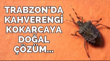 Trabzon'da kahverengi kokarcaya doal zm...