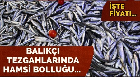 Balk Tezgahlarnda Hamsi Bolluu... Fiyat...