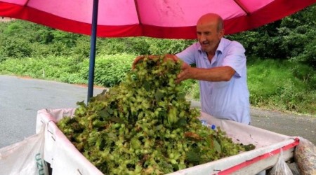 Ordulu reticiler, Karadeniz Sahil Yolu kenarlarnda kurduklar tezgahlarda ya fndk satna balad