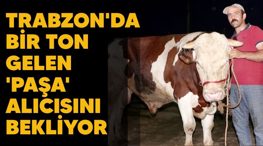Trabzon'da bir ton gelen 'Paa' alcsn bekliyor