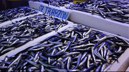 Trabzon'daki balklar Grcistan'da hamsi av iin ylban bekliyor