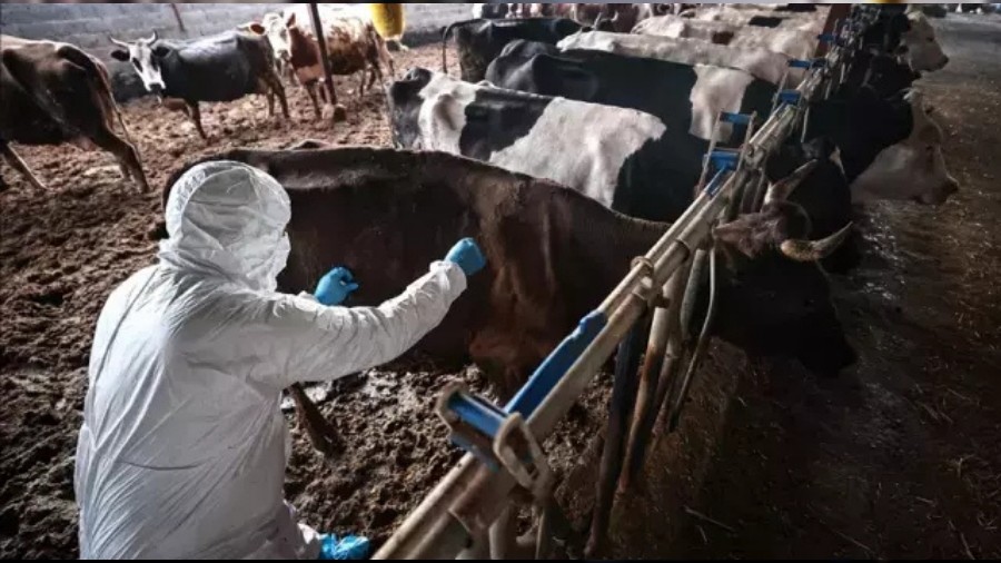 Bu Kez Marmara'da! O �l�e Karantinaya Al�nd�...