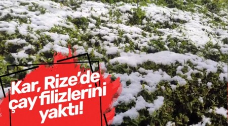 Kar, Rizede ay filizlerini yakt!