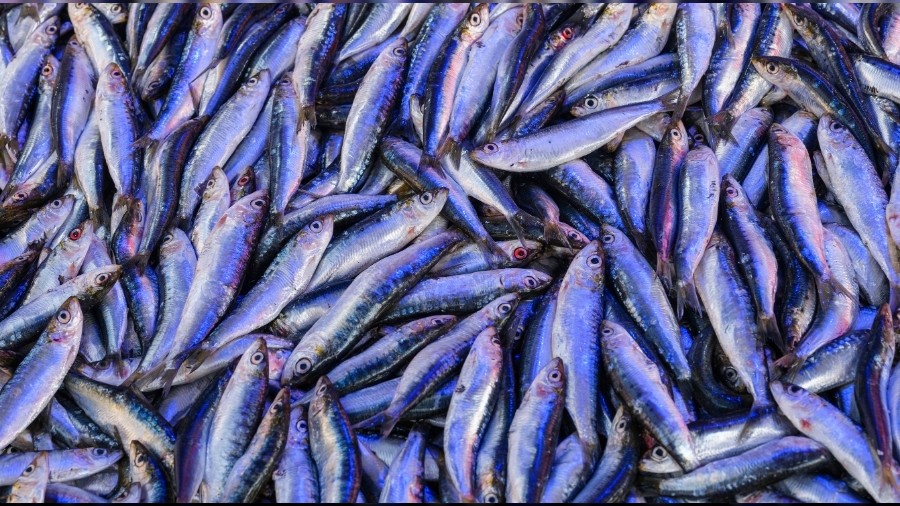 Bal�k Tezgahlar�nda �e�it Bollu�u