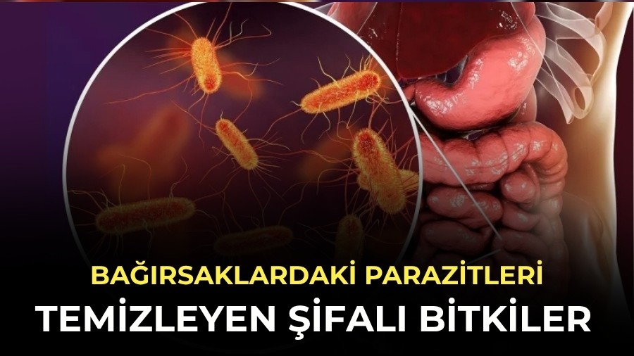 Ba��rsaklardaki parazitleri temizleyen �ifal� bitkiler