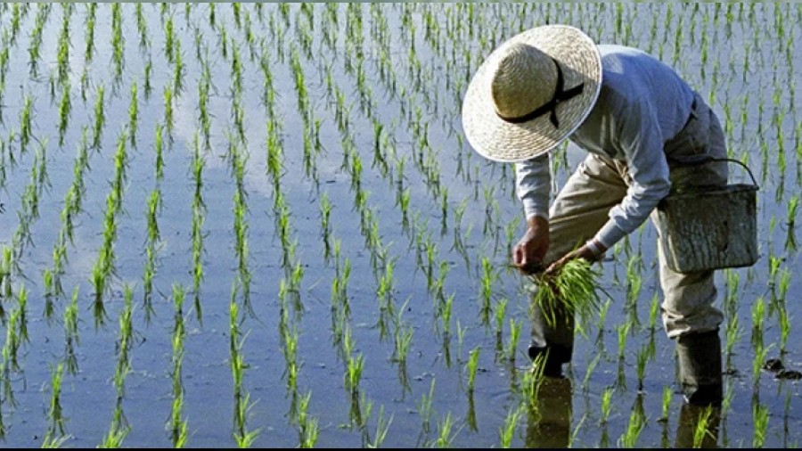 Devlet �retimdeki pozisyonu, arazi ve yer meselesi