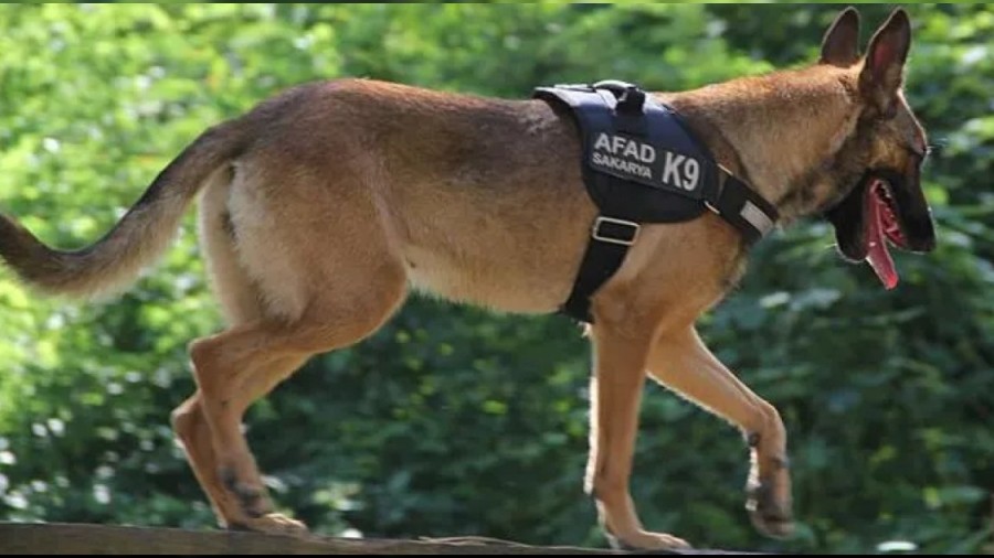 AFAD, Rize K9 ekiplerine kurtarma kpei eitimi verdi