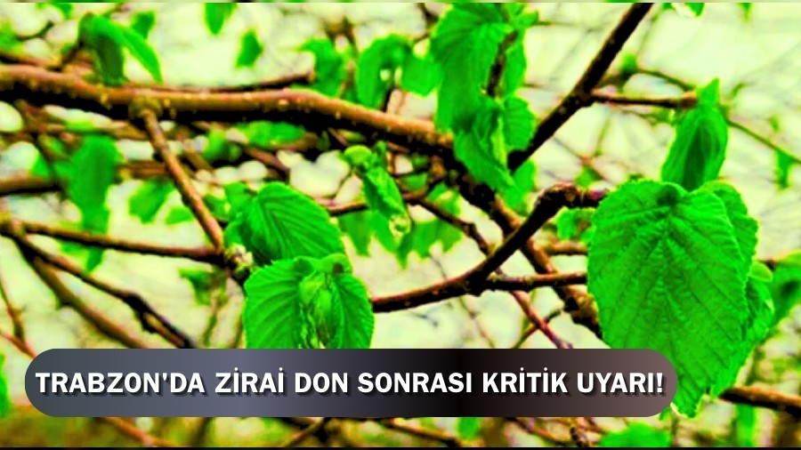 Trabzon'da Zirai Don Sonras Kritik Uyar!